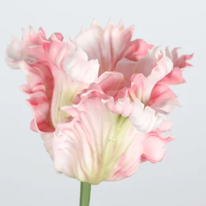 Artificial Parrot Tulip Bud Stem manufacturer with Realistic Foliage Pink