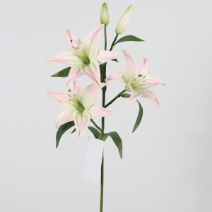 Chinese calla lily manufacturer in China-1