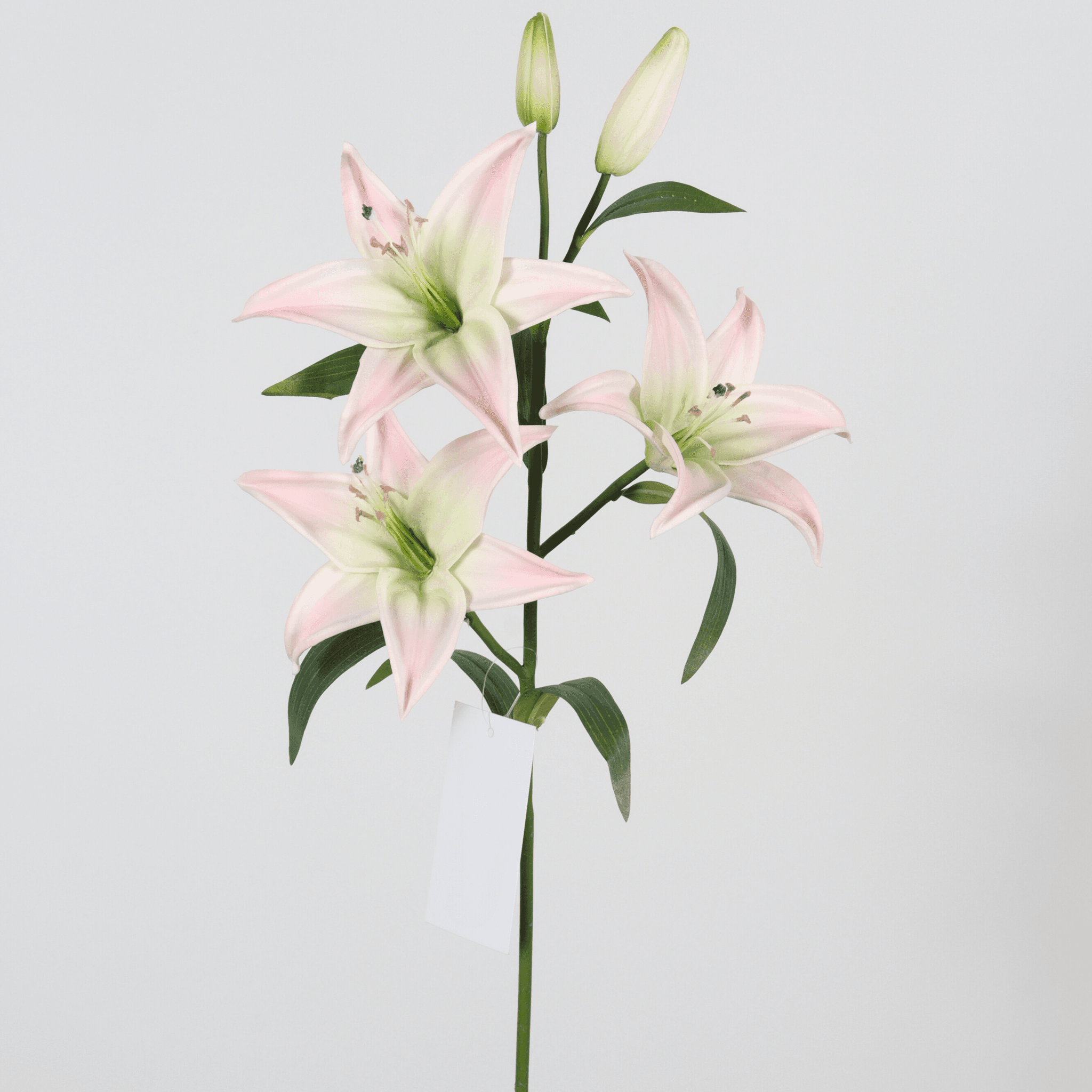 Chinese calla lily manufacturer in China-1