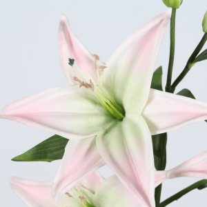 Chinese calla lily manufacturer in China-2