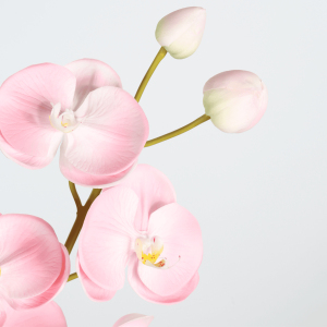 Chinese orchids factory-1