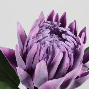 King Protea Flower Stem