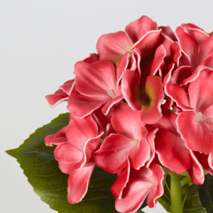 red hydrangea stem manufacturer-2