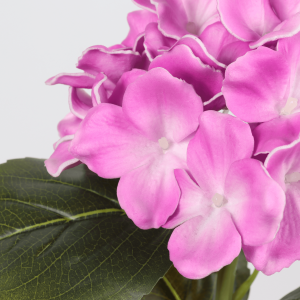 hydrangeas supplier-1