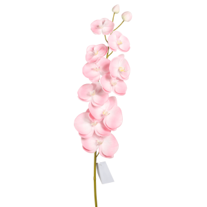 orchids manufacturer in China-1
