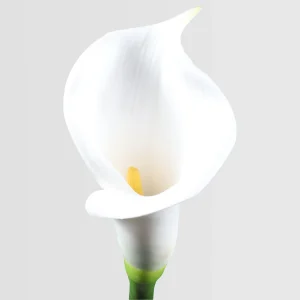 64cm Real Touch Artificial Calla Lily Stem – Elegant Floral Single Stem 24STD293106-W 2