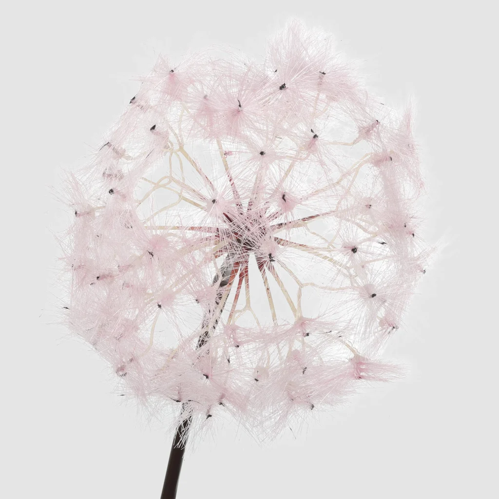 100cm Artificial Dandelion Stem 26STD489024-1 details