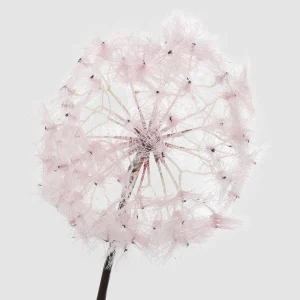 100cm Artificial Dandelion Stem 26STD489024-1 details