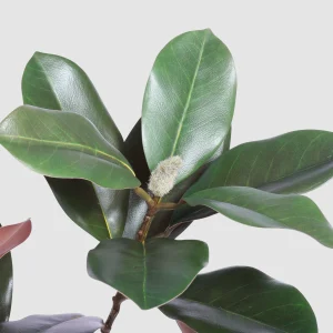 114cm Artificial Magnolia Leaf Branch 26STD338042-1 details
