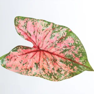 79cm Artificial Speckled Caladium Plant