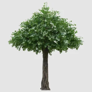 300cm Large Artificial Ficus Tree