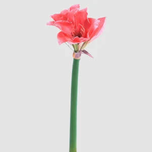 72cm Artificial Real Touch Hippeastrum Stem